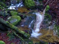 Bemooste Felsen und Stämme am Reitnerbach